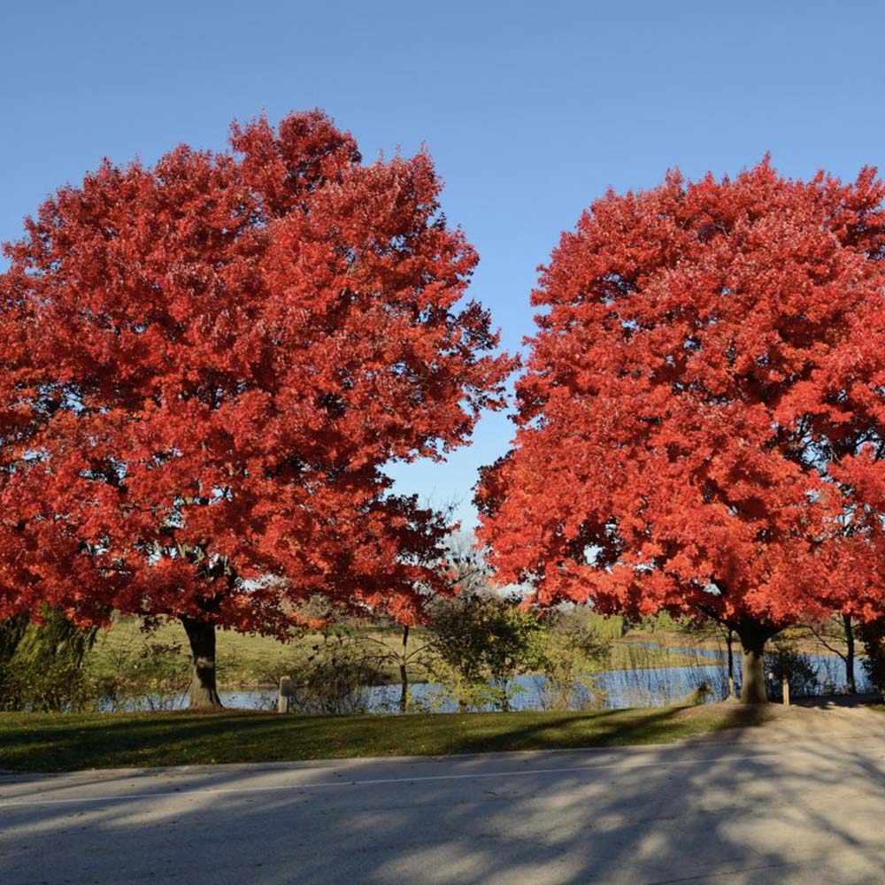 Artar Rosu Rubrum, cu frunzis rosu, colorit de toamna