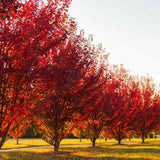 Artar Rosu Freemanii Autumn Blaze, artar ornamental rosu intens in toamna, frunzis elegant palmat-lobat, crestere rapida, perfect pentru oras
