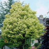 Artar cu Frunze Bicolore Drummondii (Acer Platanoides)