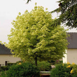 Artar cu Frunze Bicolore Drummondii (Acer Platanoides)