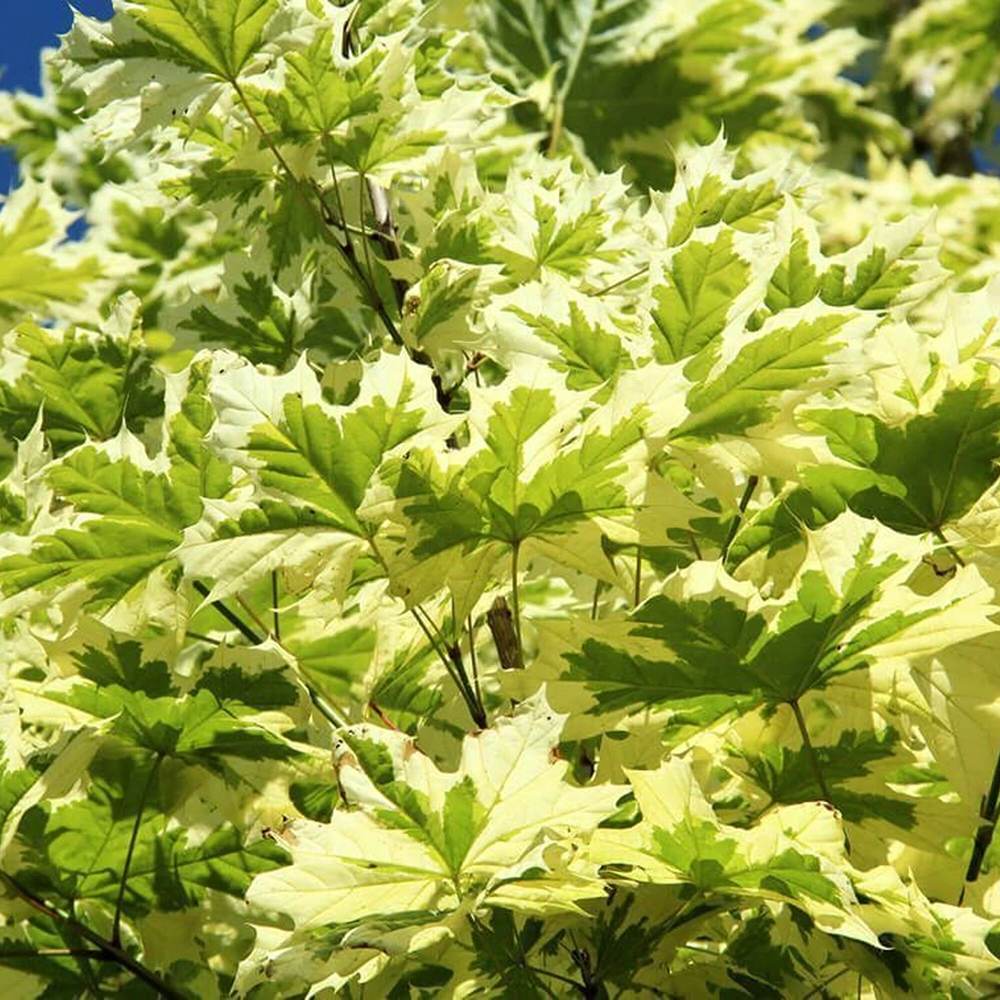 Artar cu Frunze Bicolore Drummondii (Acer Platanoides)