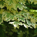 Artar cu Frunze Bicolore Drummondii (Acer Platanoides)