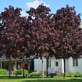 Artar Norvegian rosu Royal Red, cu frunzis rosu, colorit de toamna