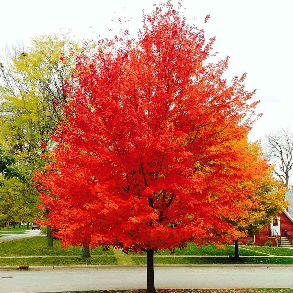 Червен клен Red Sunset, сенчесто дърво с интензивно червени есенни листа, бързорастящо