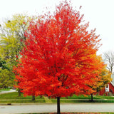 Червен клен Red Sunset, сенчесто дърво с интензивно червени есенни листа, бързорастящо