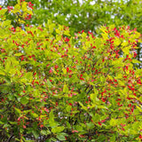 Artar tataresc (Acer tataricum) Ginnala Amur Flame, copac decorativ frunze rosii toamna rezistent la ger