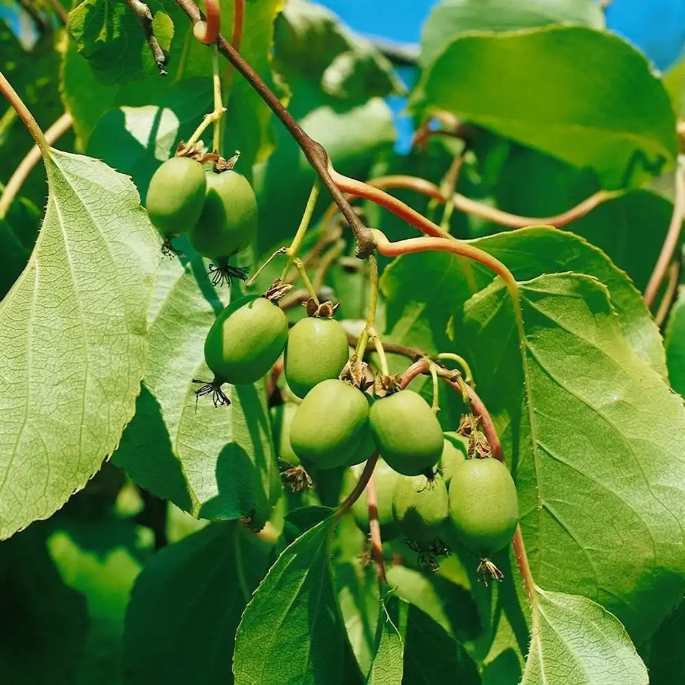 Kiwi de Siberia Weiki (Actinidia arguta), autofertil, cu fructe mici dulci, bogate in vitamina C