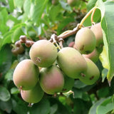 Kiwi de Siberia Weiki (Actinidia arguta), autofertil, cu fructe mici dulci, bogate in vitamina C