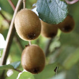 Kiwi de Siberia Hayward (Actinidia arguta), autofertil, cu fructe dulci, bogate in vitamina C