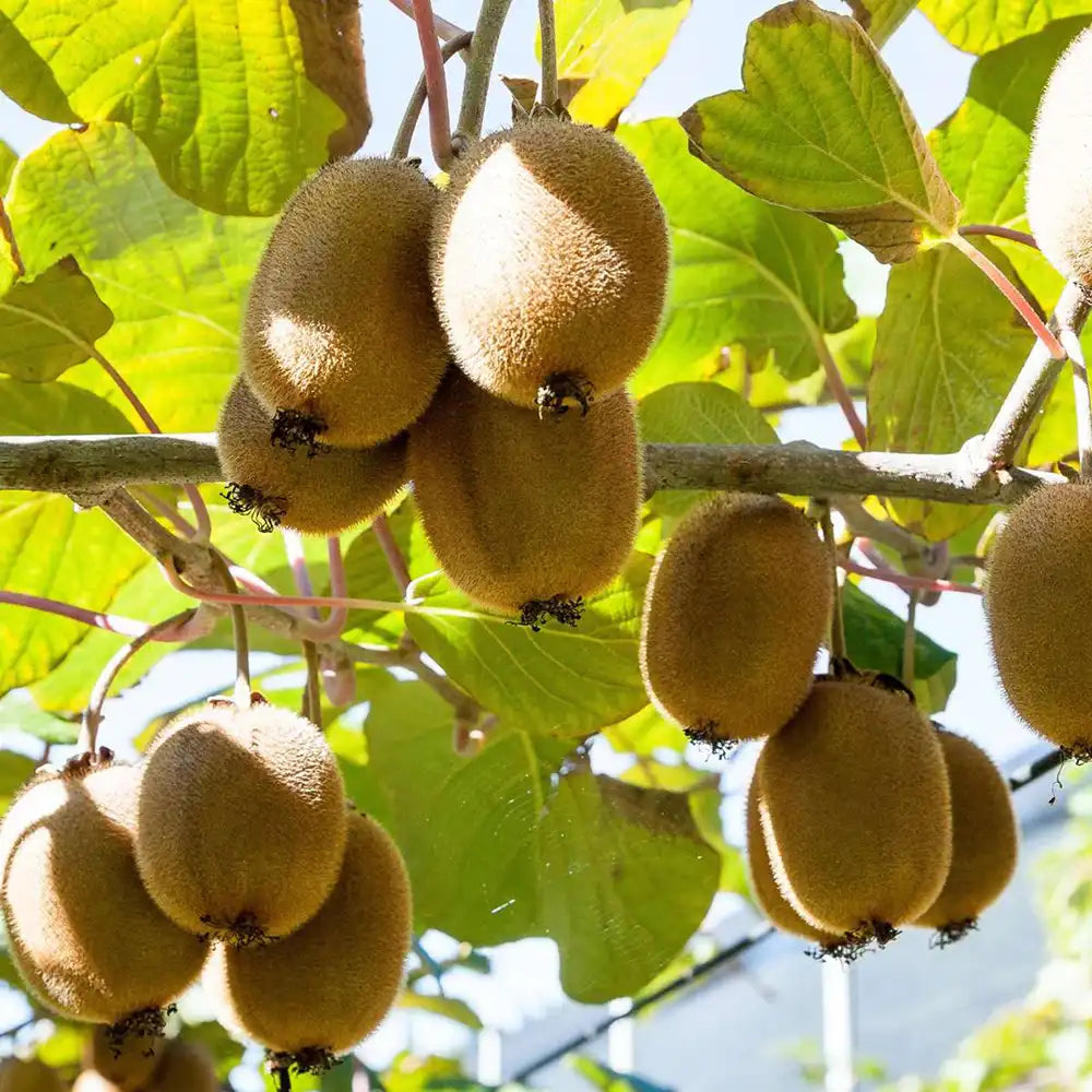 Kiwi de Siberia Jenny (Actinidia arguta), autofertil, cu fructe dulci, bogate in vitamina C