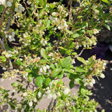 Боровинка Duke (Vaccinium corymbosum) – продуктивен американски афин с едри плодове, ранно узряване, 6-годишен