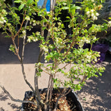 Боровинка Duke (Vaccinium corymbosum) – продуктивен американски афин с едри плодове, ранно узряване, 6-годишен