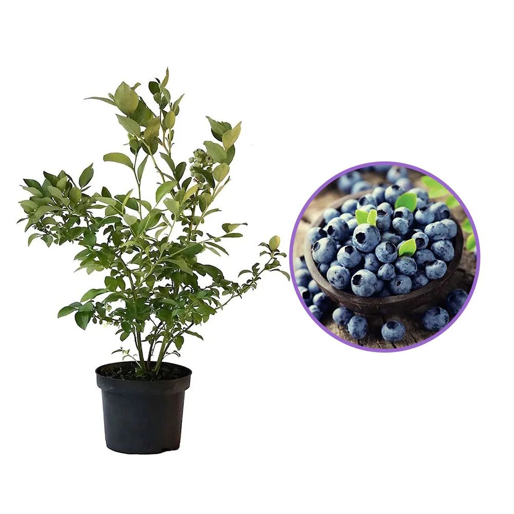 Afin Timpuriu Duke (Vaccinium corymbosum), cu fructe dulci, an 1 pe rod