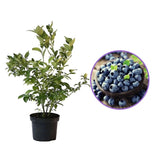 Afin Timpuriu Duke (Vaccinium corymbosum), cu fructe dulci, an 1 pe rod