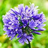 Африкански крин Agapanthus 'African Queen' – многогодишно растение с едри сини цветове