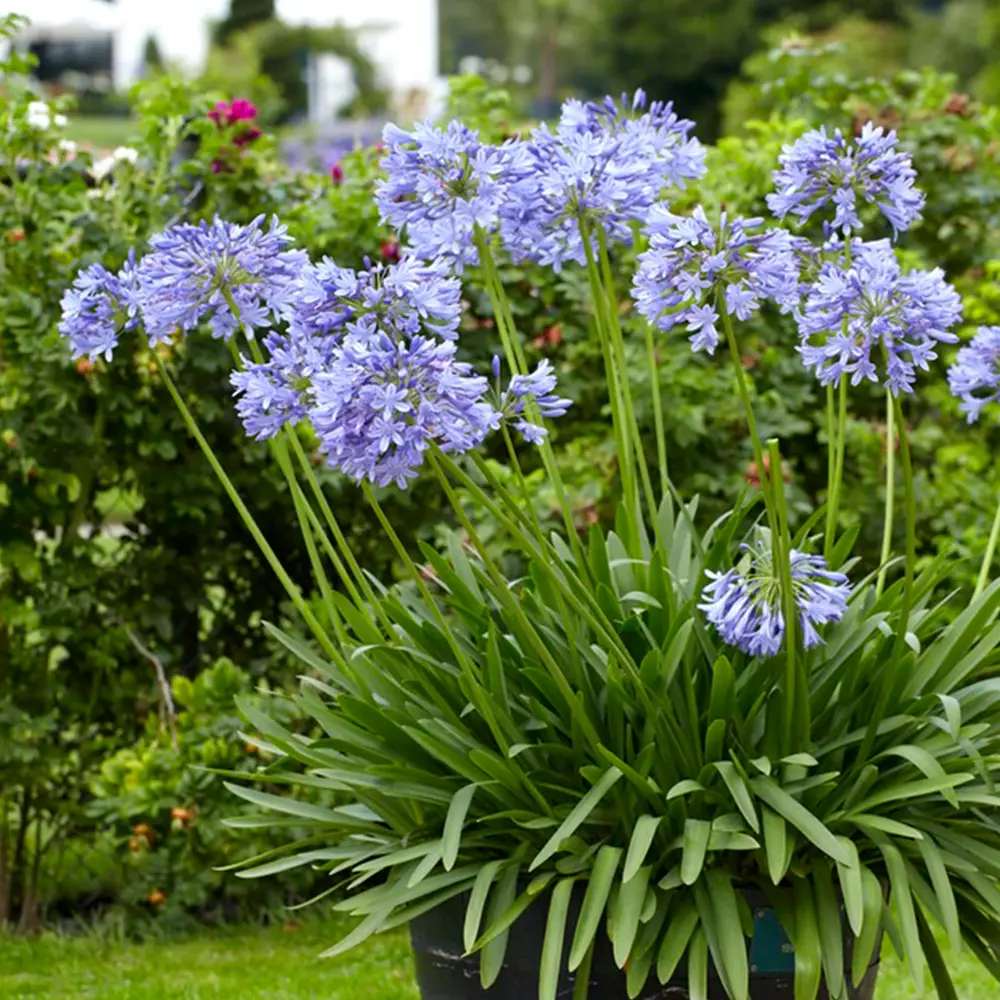 Африкански крин Agapanthus 'African Queen' – многогодишно растение с едри сини цветове
