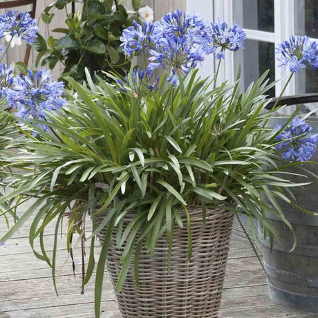 Африкански крин Agapanthus 'African Queen' – многогодишно растение с едри сини цветове
