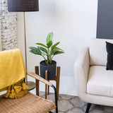 Aglaonema Stripes - 60 cm, cu frunze verzi si dungii argintii