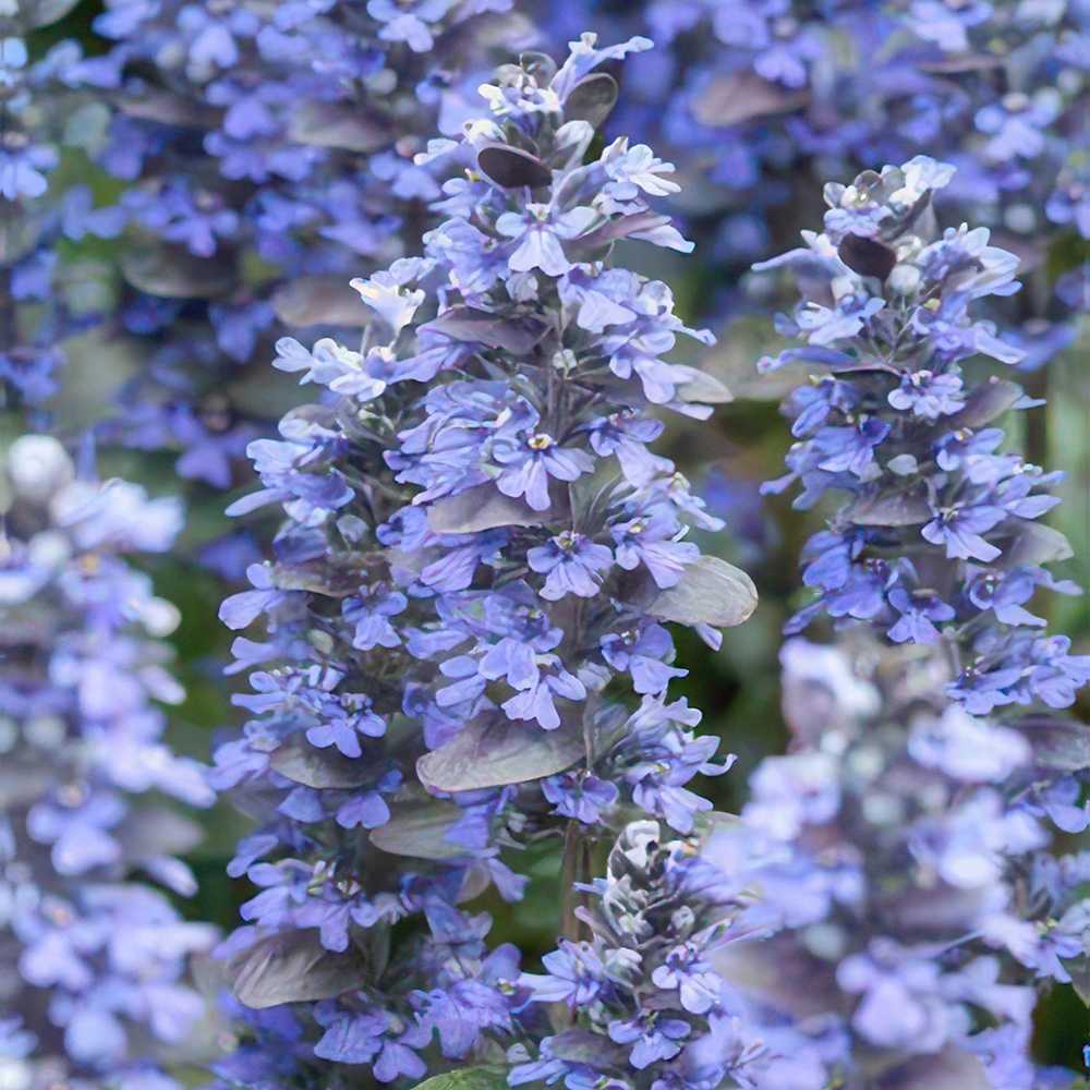 Vinetica Burgundy Glow (Ajuga reptans), planta decorativa vesnic verde cu frunzis tricolor si flori albastre