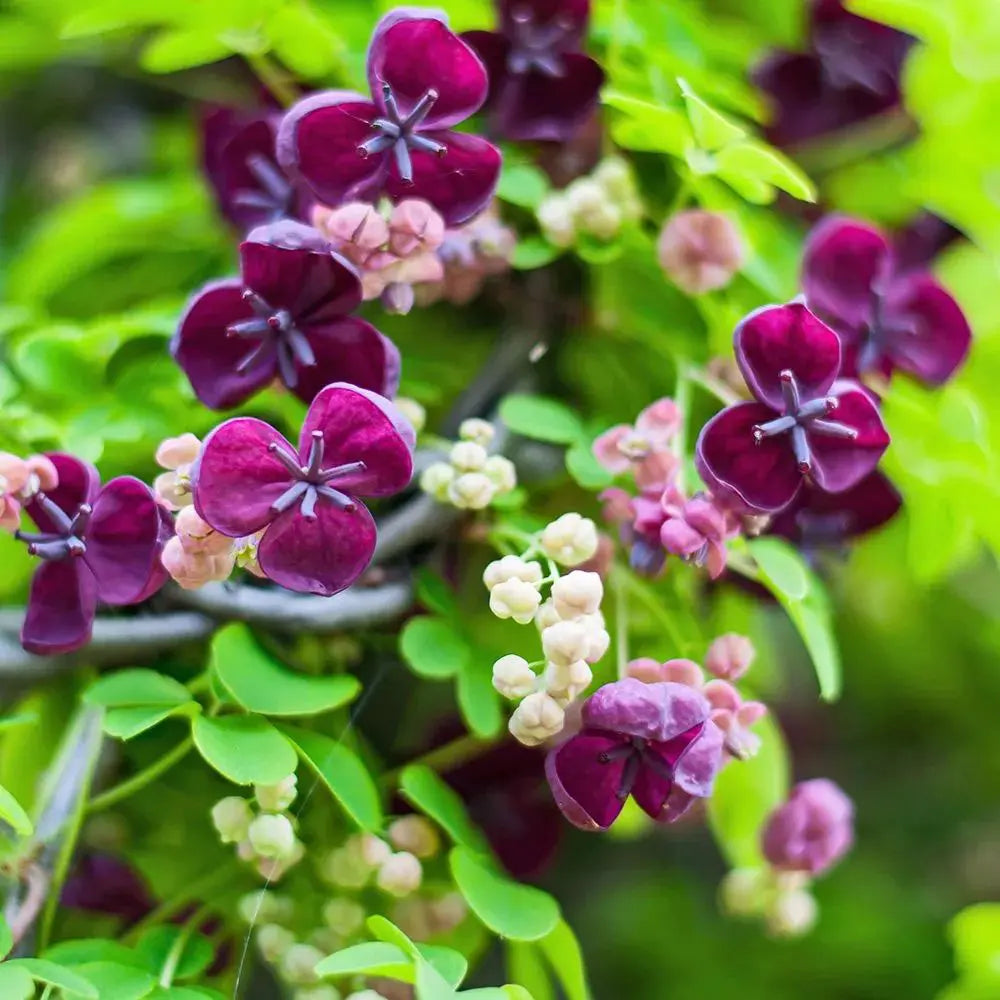 Vita de ciocolata (Akebia quinata), cu flori parfumate violet-rosiatica, si fructele exotice, cataratoare