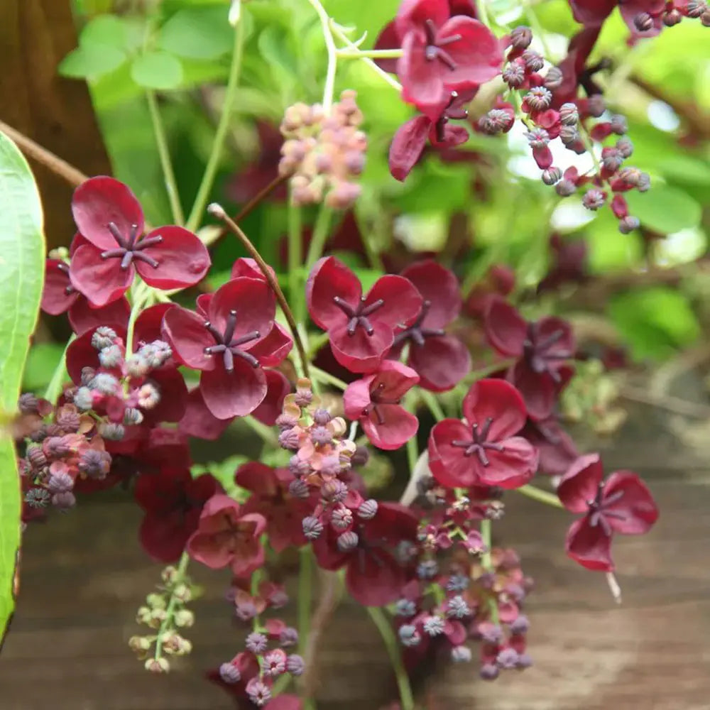 Vita de ciocolata (Akebia quinata), cu flori parfumate violet-rosiatica, si fructele exotice, cataratoare