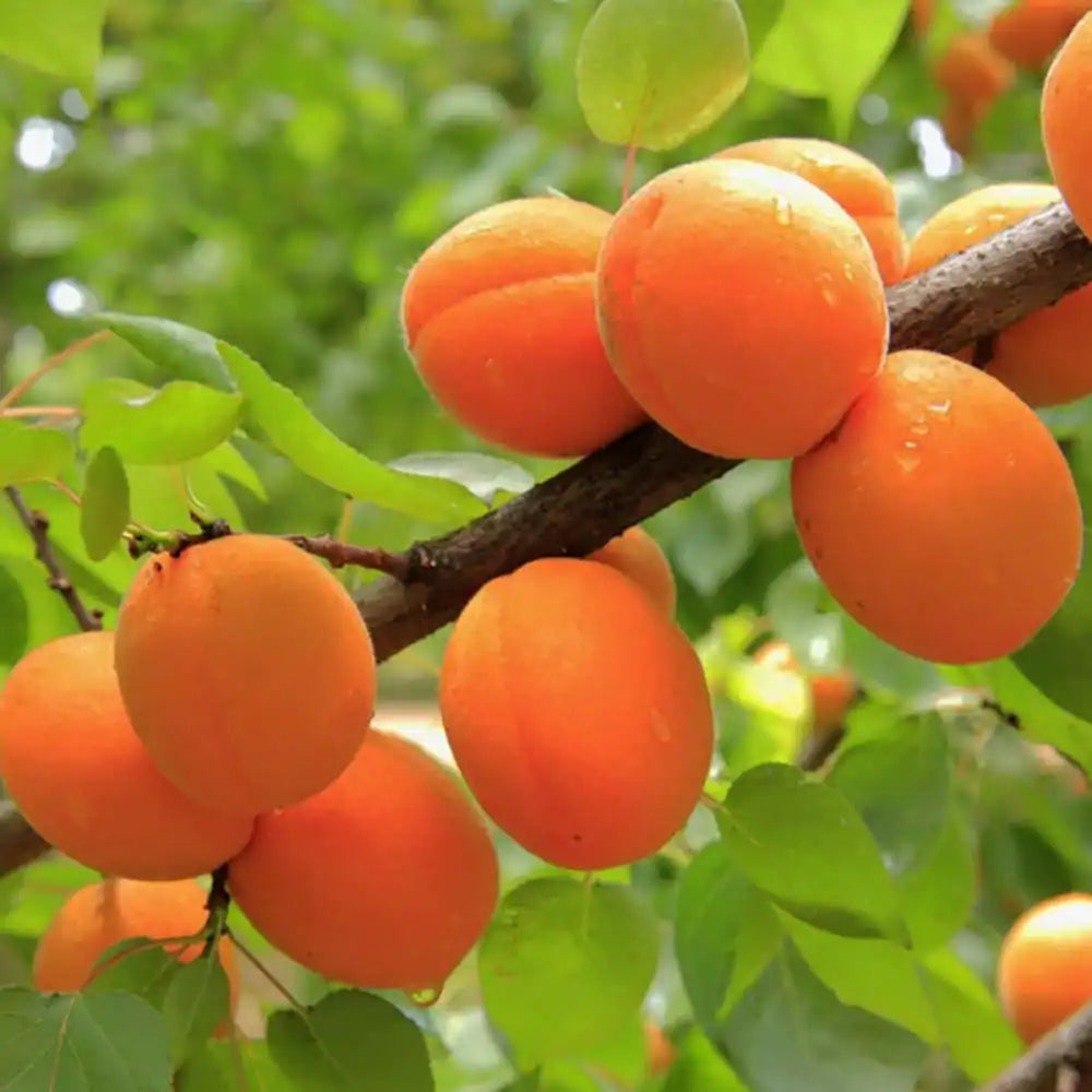 Cais (Prunus armeniaca) San Francesco, cu fructe dulci portocalii, an 2 pe rod