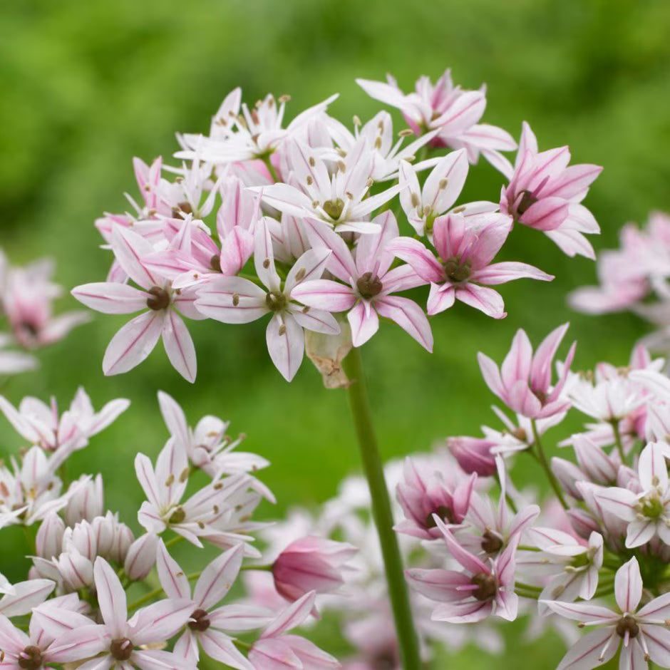 Bulbi Ceapa Ornamentala (Allium) Cameleon, set de 10 bulbi cu  flori alb-roz, atractie pentru albine, rezistenti la frig