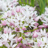 Bulbi Ceapa Ornamentala (Allium) Cameleon, set de 10 bulbi cu  flori alb-roz, atractie pentru albine, rezistenti la frig