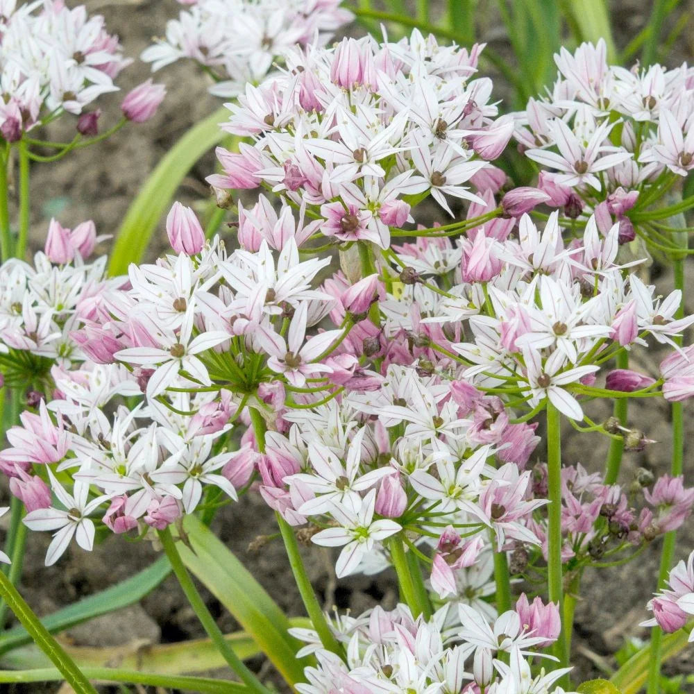Bulbi Ceapa Ornamentala (Allium) Cameleon, set de 10 bulbi cu  flori alb-roz, atractie pentru albine, rezistenti la frig