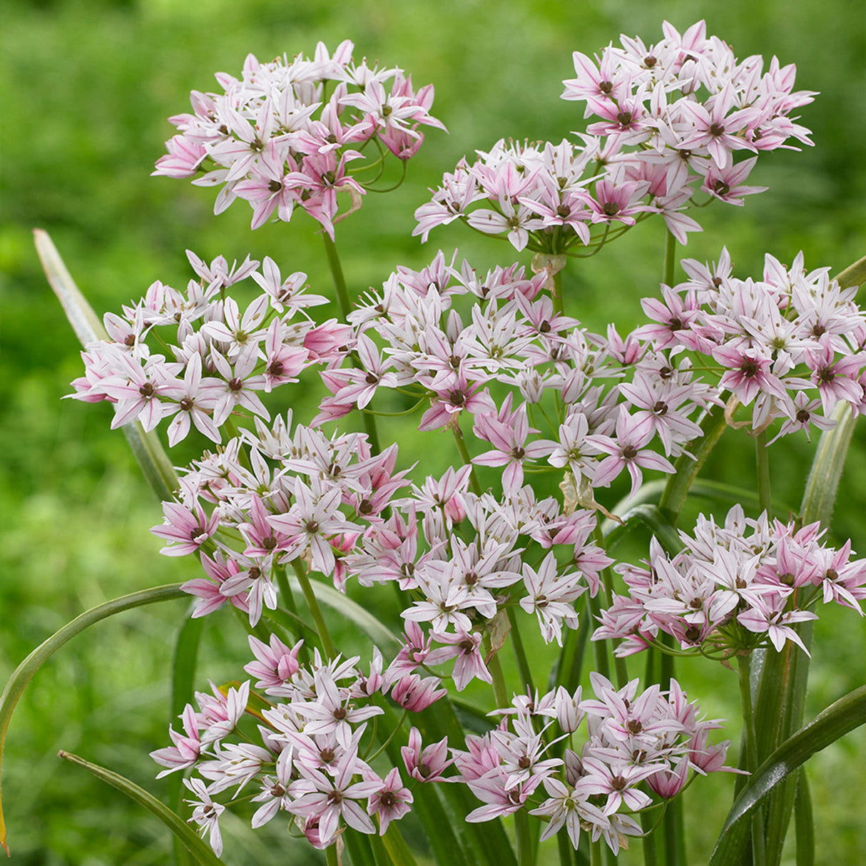 Bulbi Ceapa Ornamentala (Allium) Cameleon, set de 10 bulbi cu  flori alb-roz, atractie pentru albine, rezistenti la frig