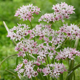 Bulbi Ceapa Ornamentala (Allium) Cameleon, set de 10 bulbi cu  flori alb-roz, atractie pentru albine, rezistenti la frig