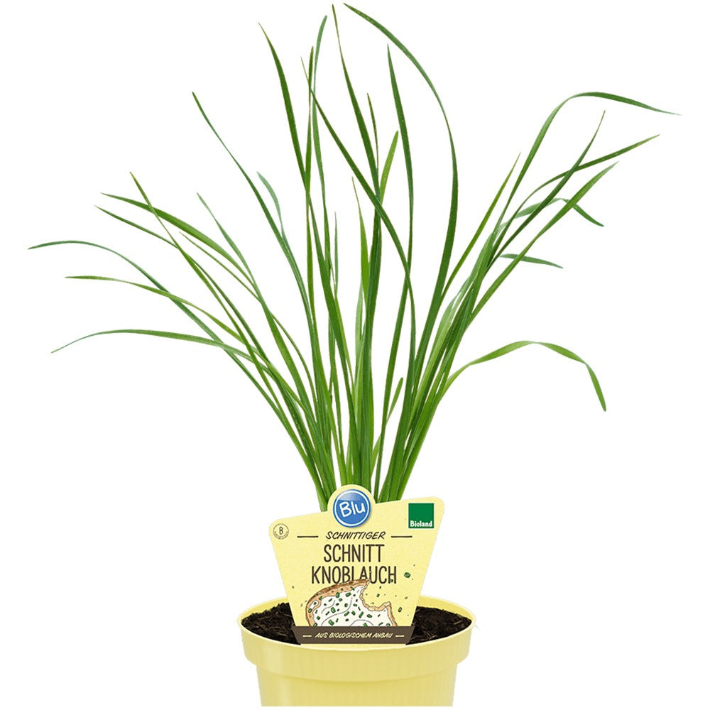 Usturoi chinezesc (Allium tuberosum), planta aromatica perena,  frunze comestibile si flori decorative