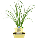 Usturoi chinezesc (Allium tuberosum), planta aromatica perena,  frunze comestibile si flori decorative