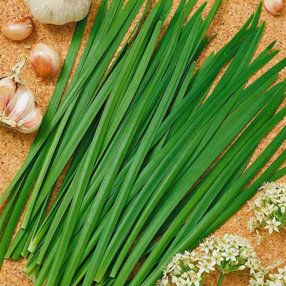 Usturoi chinezesc (Allium tuberosum), planta aromatica perena,  frunze comestibile si flori decorative