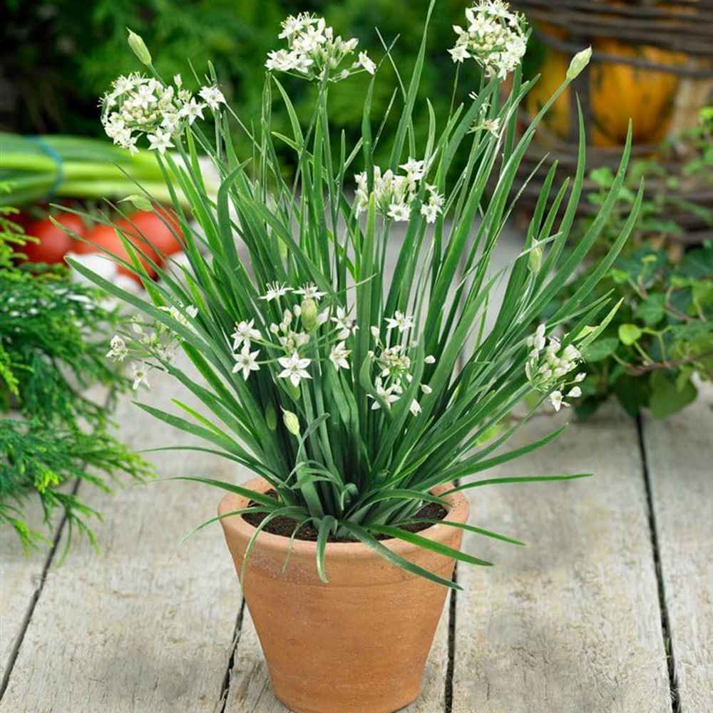 Usturoi chinezesc (Allium tuberosum), planta aromatica perena,  frunze comestibile si flori decorative