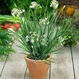 Usturoi chinezesc (Allium tuberosum), planta aromatica perena,  frunze comestibile si flori decorative