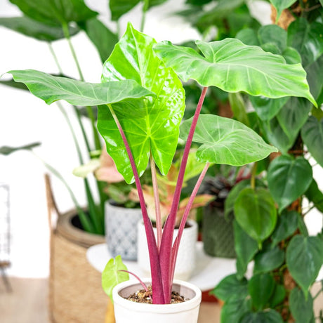 Urechea Elefantului (Alocasia) Imperial Red - 150 cm