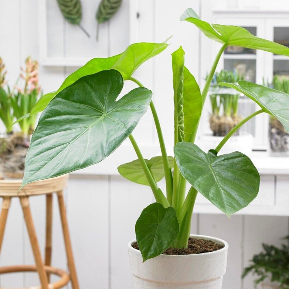 Urechea Elefantului Alocasia Giant Taro (Alocasia macrorrhizos), frunzele gigantice, de interior