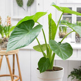 Urechea Elefantului Alocasia Giant Taro (Alocasia macrorrhizos), frunzele gigantice, de interior