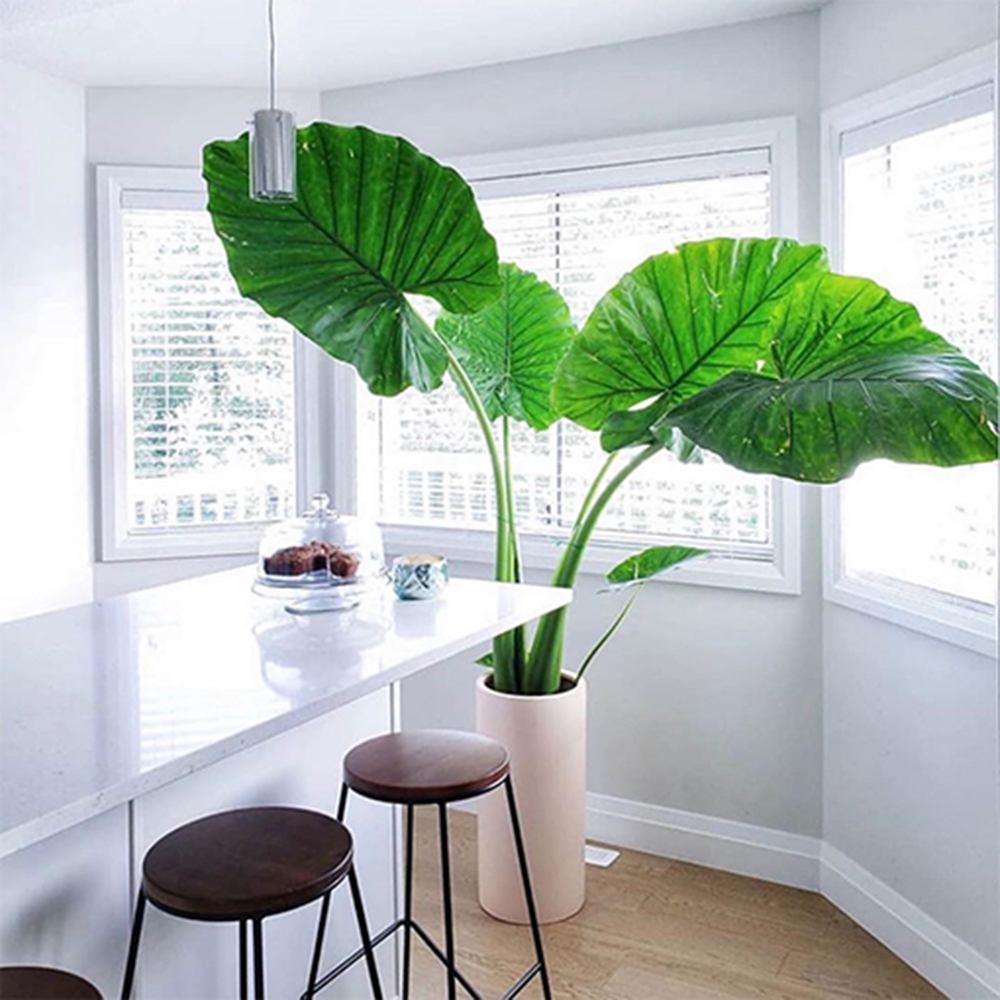 Urechea Elefantului Alocasia Giant Taro (Alocasia macrorrhizos), frunzele gigantice, de interior