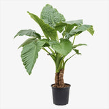 Urechea Elefantului Alocasia Giant Taro (Alocasia macrorrhizos), frunzele gigantice, de interior