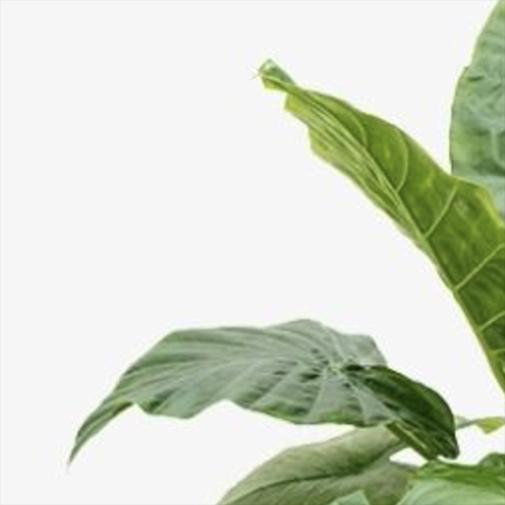 Urechea Elefantului Alocasia Giant Taro (Alocasia macrorrhizos), frunzele gigantice, de interior