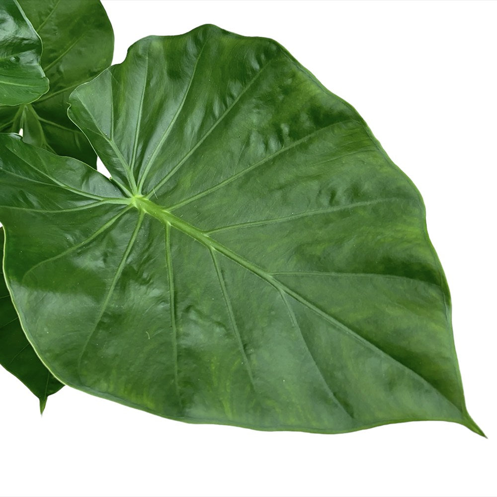 Urechea Elefantului Alocasia Giant Taro (Alocasia macrorrhizos), frunzele gigantice, de interior