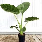 Urechea Elefantului Alocasia Giant Taro (Alocasia macrorrhizos), frunzele gigantice, de interior