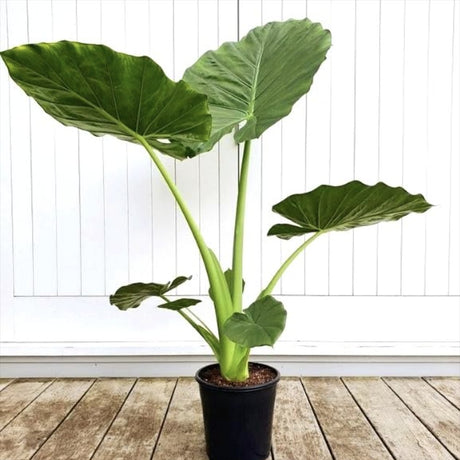 Urechea Elefantului Alocasia Giant Taro (Alocasia macrorrhizos), frunzele gigantice, de interior