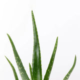 Aloe Vera - 85 cm