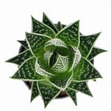 Aloe Tiki Tahi Planta in Ghiveci, planta de interior, suculenta decorativa, usor de ingrijit