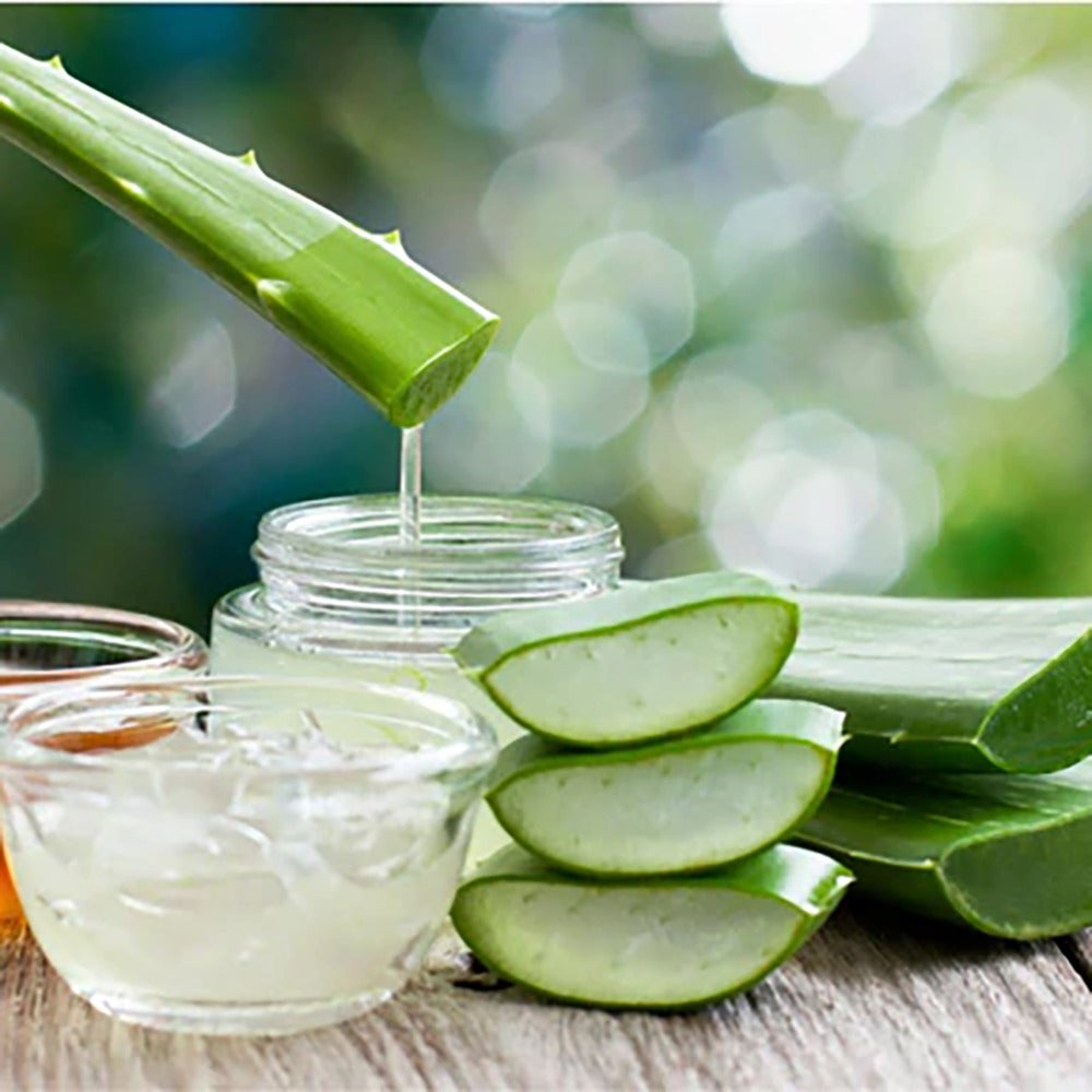 Aloe Vera Planta in Ghiveci, 15-25 cm, Gel Natural pentru Piele, Ingrijire si Vindecare