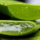 Aloe Vera растение в саксия, 55-65 см, естествен гел за кожа, грижа и лечение