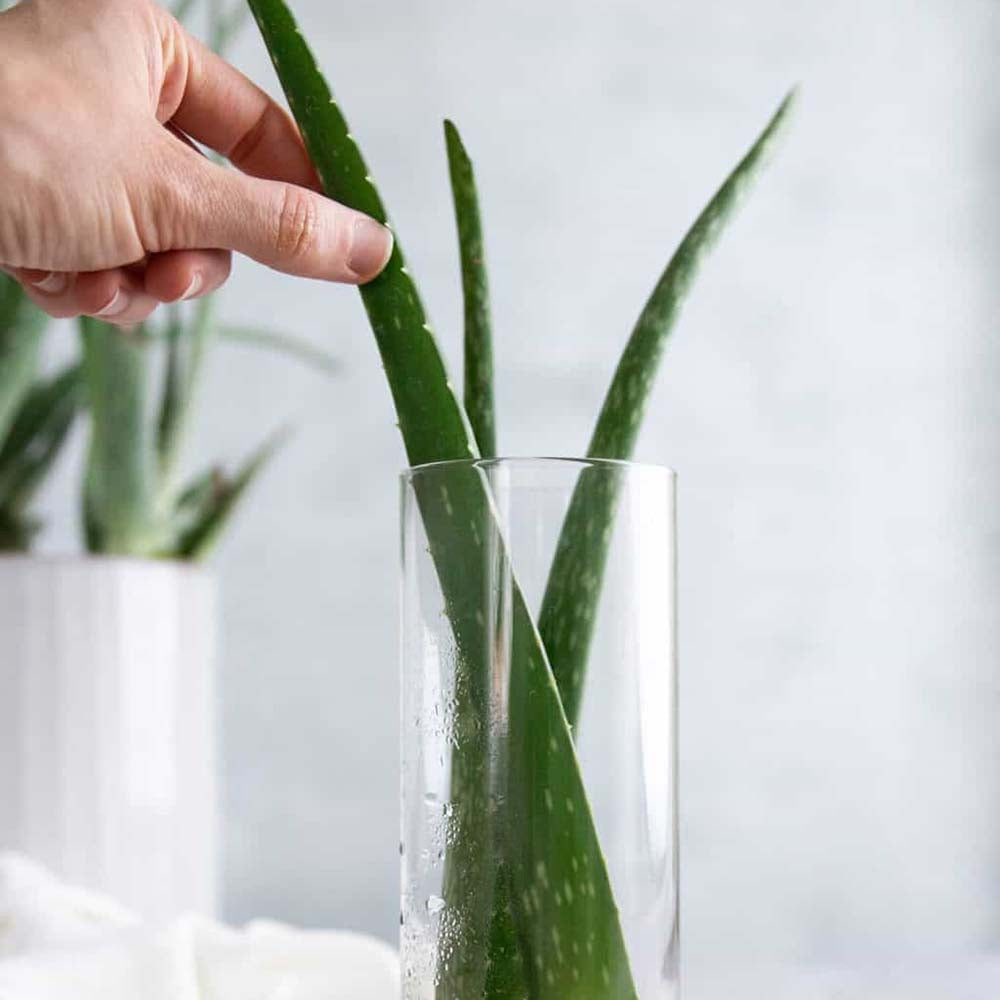 Aloe Vera Planta in Ghiveci, 15-25 cm, Gel Natural pentru Piele, Ingrijire si Vindecare
